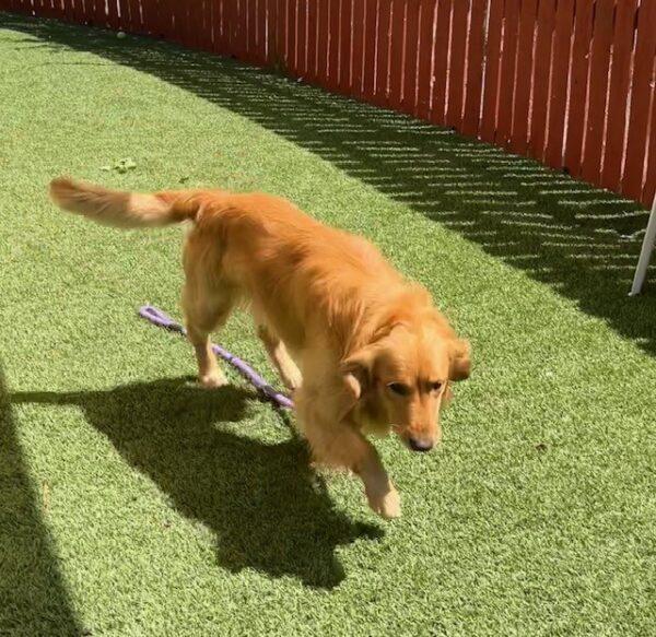 ADOPTED 9/2/23!! Sully-1 year old (Male) - Image 3