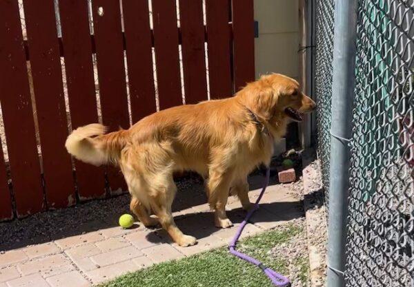 ADOPTED 9/2/23!! Sully-1 year old (Male) - Image 4