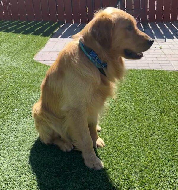 ADOPTED 7/7/23!!  River-2 years old (Male) - Image 19