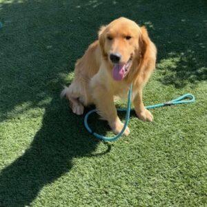 ADOPTED 7/7/23!!  River-2 years old (Male)