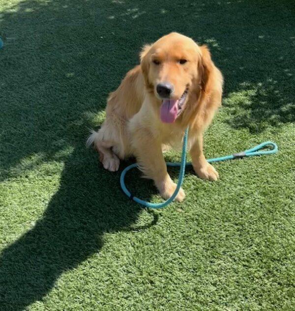 ADOPTED 7/7/23!!  River-2 years old (Male)