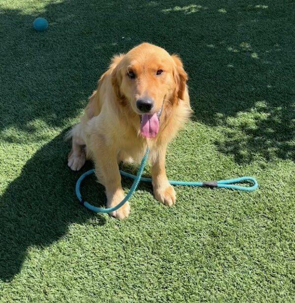 ADOPTED 7/7/23!!  River-2 years old (Male) - Image 6