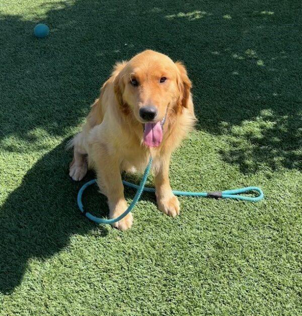 ADOPTED 7/7/23!!  River-2 years old (Male) - Image 7