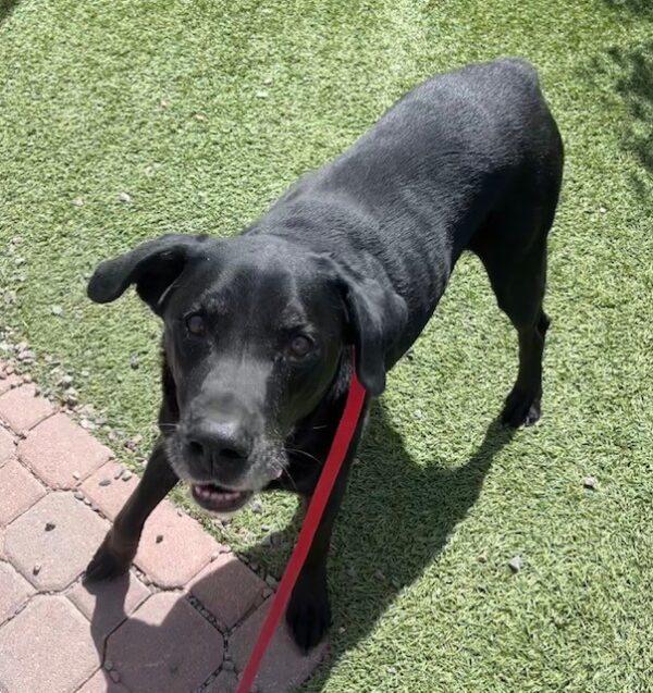 ADOPTED 8/19/23!!! Ryder-11 years old (Lab mix) - Image 7