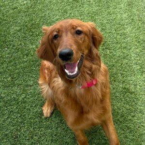 ADOPTED 6/10/23 Lucy-8 months old (Female)