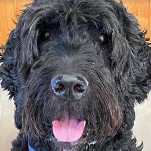 ADOPTED 9/25/23!! Banner-5 years old (Male) (Goldendoodle)