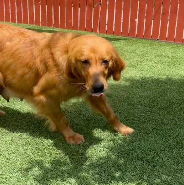 ADOPTED 6/11/23 Clover-2  years old (Female) - Image 4