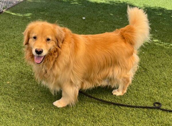 ADOPTED 9/4/23!!  BONDED PAIR!! Luna 8 years old (Golden Retriever) & Bella 6 years old (Great Dane/Bernese Mtn Dog mix) - Image 3