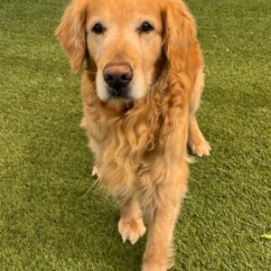 ADOPTED 6/18/23 Charles-8 years old (Male)