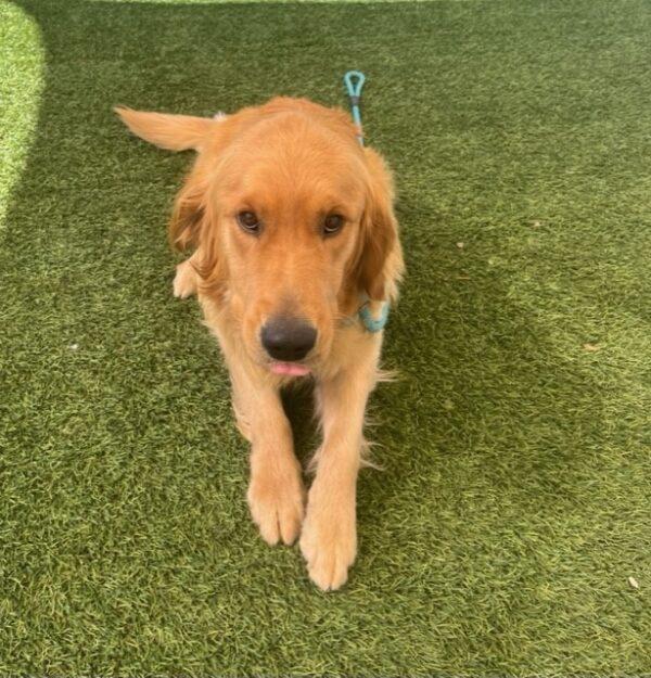 ADOPTED 7/7/23!!  River-2 years old (Male) - Image 11