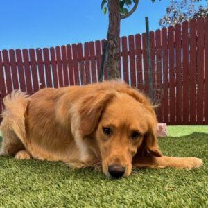ADOPTED 9/2/23!! Sully-1 year old (Male)