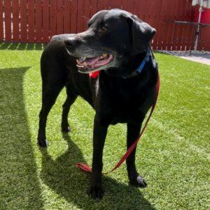 ADOPTED 8/19/23!!! Ryder-11 years old (Lab mix)