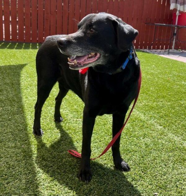 ADOPTED 8/19/23!!! Ryder-11 years old (Lab mix)
