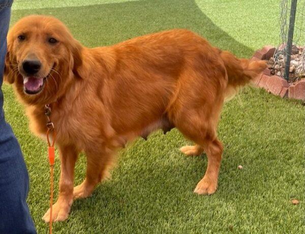 ADOPTED 6/11/23 Clover-2  years old (Female) - Image 6