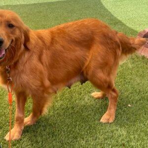 ADOPTED 6/11/23 Clover-2  years old (Female)