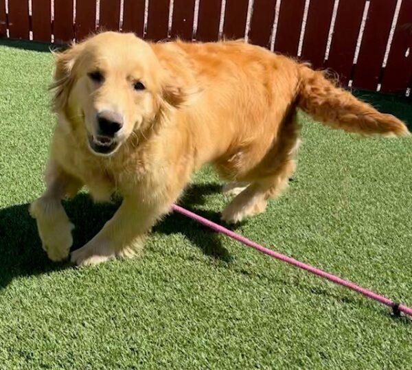 ADOPTED 6/13/23 Athena-5 years old (Female) - Image 8