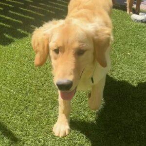ADOPTED 7/22/23!!  Jackson-7 months (Male)
