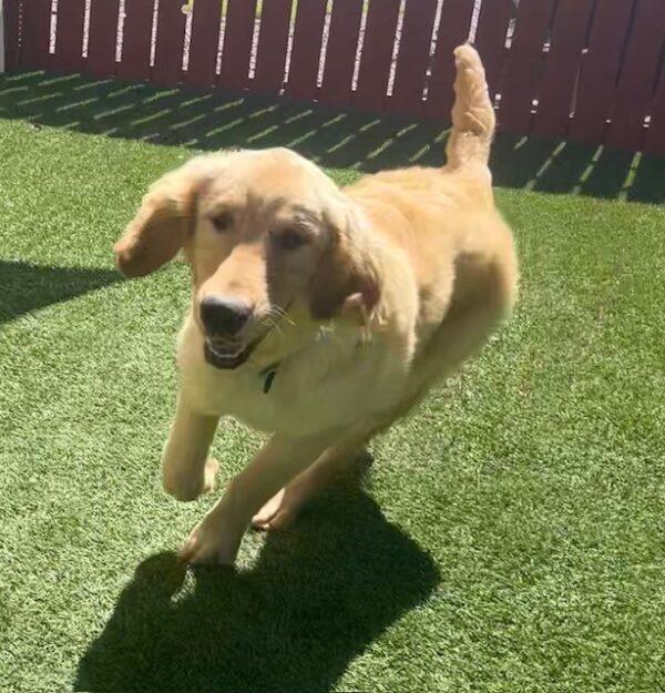 ADOPTED 7/22/23!!  Jackson-7 months (Male) - Image 6