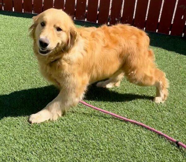 ADOPTED 6/13/23 Athena-5 years old (Female) - Image 9