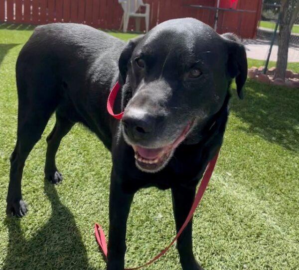 ADOPTED 8/19/23!!! Ryder-11 years old (Lab mix) - Image 2