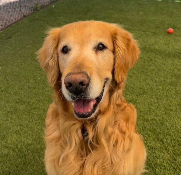 ADOPTED 6/18/23 Charles-8 years old (Male) - Image 8