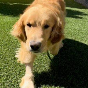 ADOPTED 6/13/23 Athena-5 years old (Female)