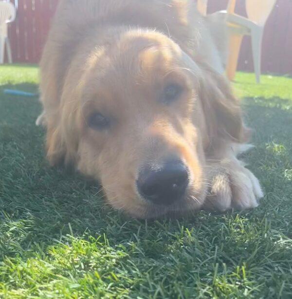 ADOPTED 7/7/23!!  River-2 years old (Male) - Image 14