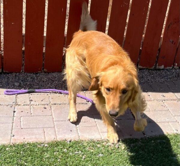 ADOPTED 9/2/23!! Sully-1 year old (Male) - Image 14