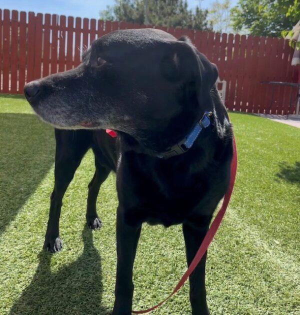 ADOPTED 8/19/23!!! Ryder-11 years old (Lab mix) - Image 3