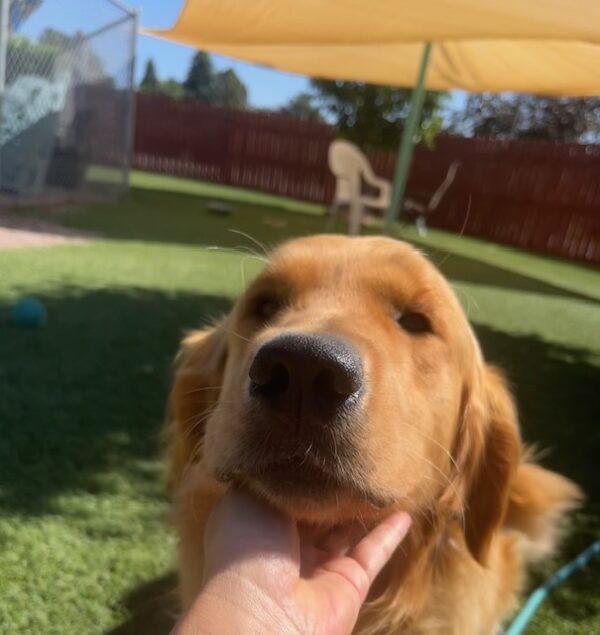 ADOPTED 7/7/23!!  River-2 years old (Male) - Image 15