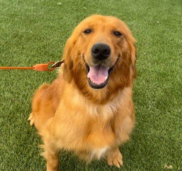 ADOPTED 6/11/23 Clover-2  years old (Female) - Image 10