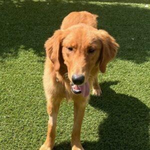 ADOPTED 7/8/23!!! Lemon-9 months (Female)