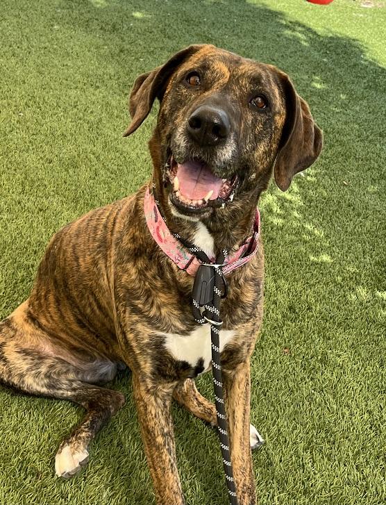 Golden retriever hotsell plott hound mix