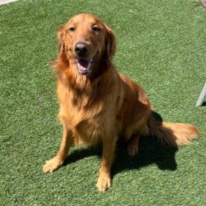 ADOPTED 7/9/23!!  Dakota-1 year old (Male)