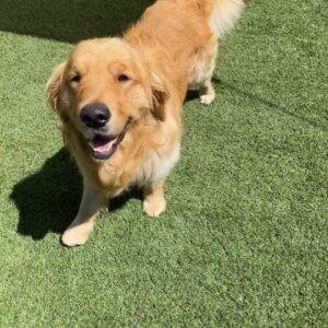 ADOPTED 7/15/23!!  Duffy-2 years old (Male)