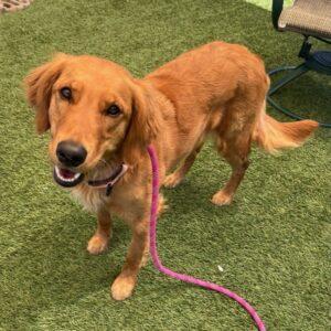 ADOPTED 7/29/23!!!  BONDED PAIR!!  Hannah-7 years old & Betty-2 years old