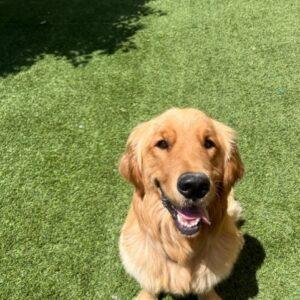 ADOPTED 7/13/23!!  Gideon-2 years old (Male)