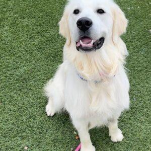 ADOPTED 7/23/23!! Hudson-9.5 months (Male)