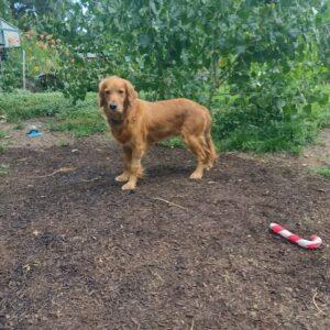 ADOPTED 8/7/23!!  Zelda- 5 years old (Female)