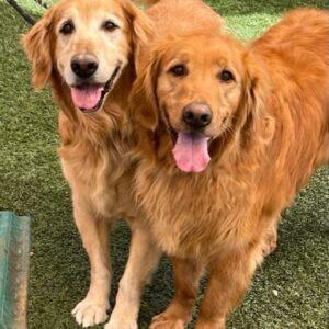 ADOPTED 9/9/23!!  BONDED PAIR!! Gus (11 years old) Male & Gordy (7 years old) Male