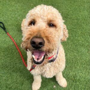 ADOPTED 8/8/23!! Aspen-4 years old (Female)