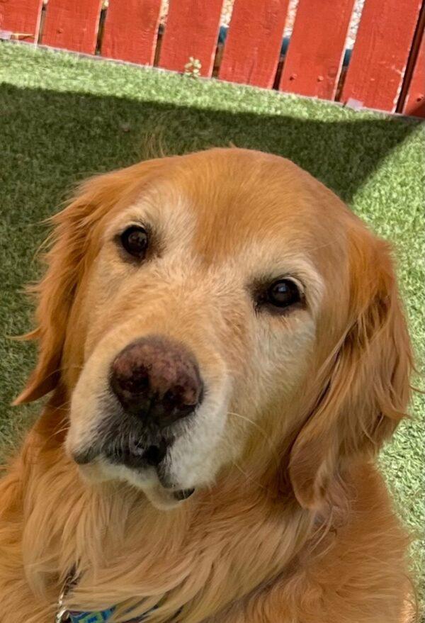 ADOPTED 9/28/23! BONDED PAIR!!  Colorado-9 years old (Male) & Denver-5 years old (Female) - Image 2