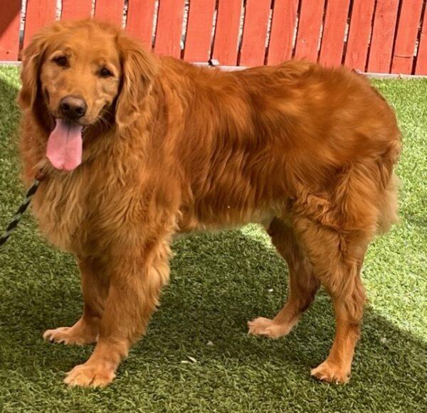 ADOPTED 9/9/23!!  BONDED PAIR!! Gus (11 years old) Male & Gordy (7 years old) Male - Image 13