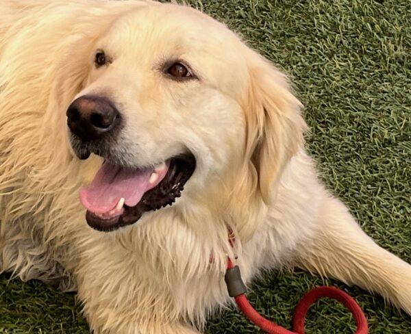 ADOPTED 9/28/23! BONDED PAIR!!  Colorado-9 years old (Male) & Denver-5 years old (Female) - Image 3