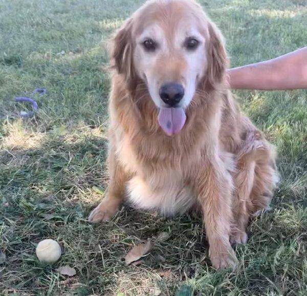 ADOPTED 9/10/23!! Barry-7 years old (Male) - Image 2