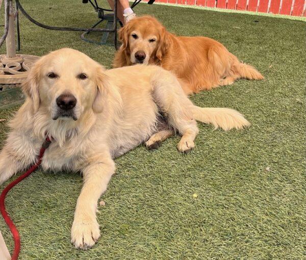 ADOPTED 9/28/23! BONDED PAIR!!  Colorado-9 years old (Male) & Denver-5 years old (Female) - Image 8