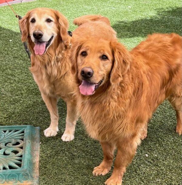 ADOPTED 9/9/23!!  BONDED PAIR!! Gus (11 years old) Male & Gordy (7 years old) Male - Image 4