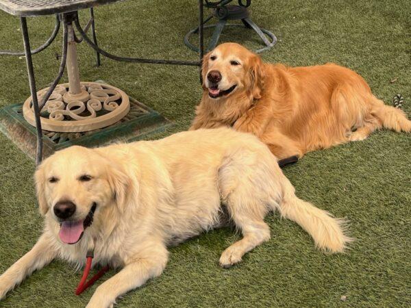 ADOPTED 9/28/23! BONDED PAIR!!  Colorado-9 years old (Male) & Denver-5 years old (Female)