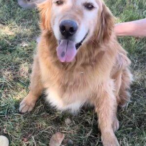 ADOPTED 9/10/23!! Barry-7 years old (Male)