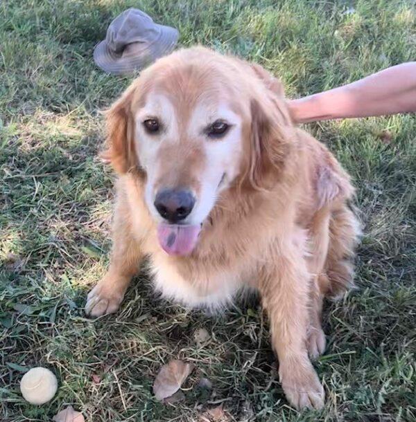ADOPTED 9/10/23!! Barry-7 years old (Male) - Image 6